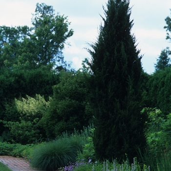 Juniperus virginiana 'Idyllwild' - Idyllwild Juniper