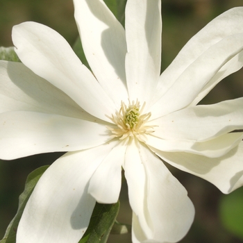 Magnolia acuminata 'Goldstar' - Goldstar Magnolia