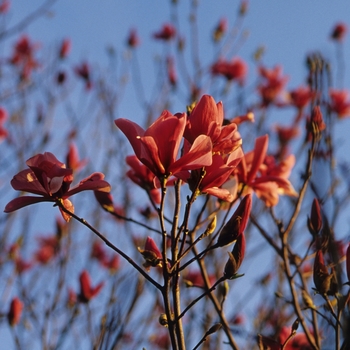 Magnolia x 'Galaxy' - Galaxy Magnolia