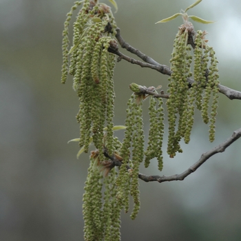 Quercus acutissima - Sawtooth Oak