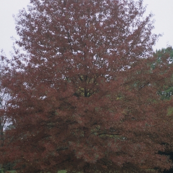 Quercus coccinea - Scarlet Oak