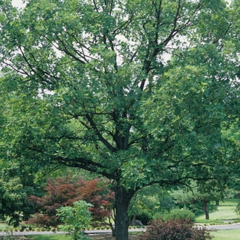 Quercus macrocarpa - Bur Oak
