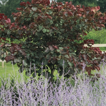 Cercis canadensis 'Forest Pansy' - Forest Pansy Redbud