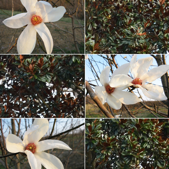 Magnolia kobus 'Wadas Memory' - Wadas Memory Magnolia