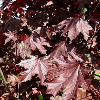 Royal Red Maple