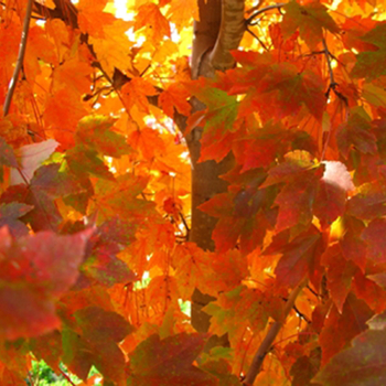 Acer rubrum 'October Glory' - October Glory Maple