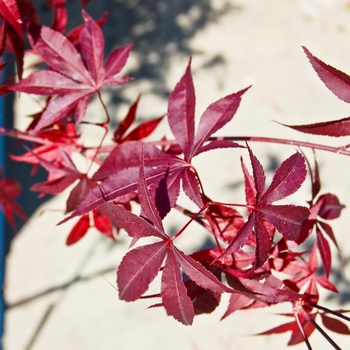 Acer palmatum 'Emporer 1®' - Emporer 1® Japanese Maple