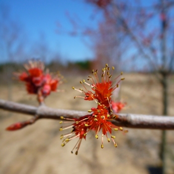 Acer rubrum 'Magnificent Magenta' - Burgundy Belle® Maple