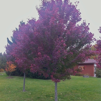 Acer rubrum 'Brandywine' - Brandywine Maple