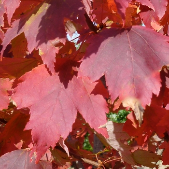 Acer rubrum 'Autumn Spire' - Autumn Spire Maple