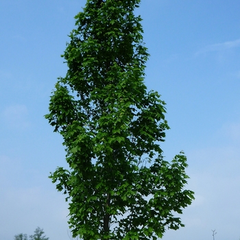 Acer x freemanii 'Armstrong' - Armstrong Maple