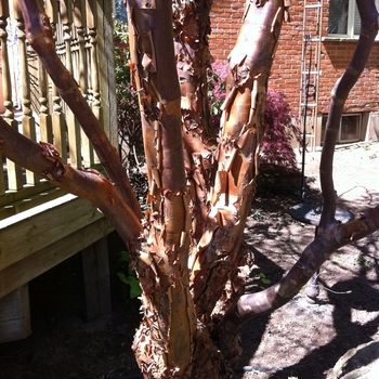 Acer griseum - Paperbark Maple