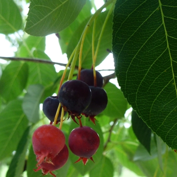 Amelanchier x grandiflora 'Autumn Brilliance™' - Autumn Brilliance Serviceberry