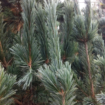 Limber Pine