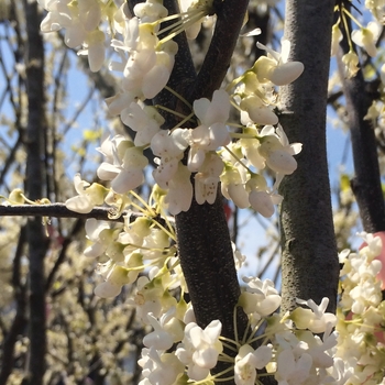 Cercis canadensis 'Royal White' - Royal White Redbud