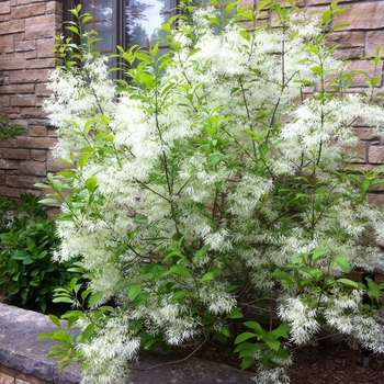 Chionanthus virginicus - Fringetree