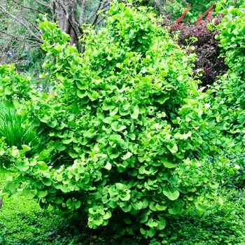 Ginkgo biloba 'Jade Butterflies' - Maidenhair Tree