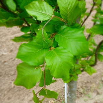 Fagus sylvatica 'Dawyck Green' - Dawyk Green Beech