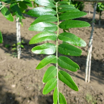 Gleditsia triacanthos var. inermis 'Draves' - Street Keeper® Honeylocust