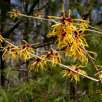 Hamamelis mollis 'Pallida' - Pallida Chinese Witchhazel