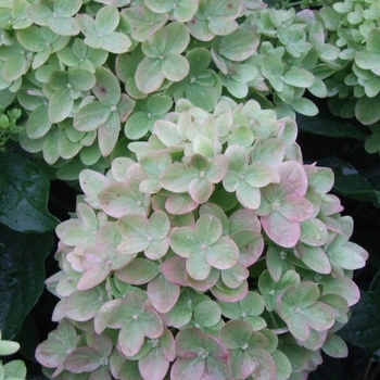 Hydrangea paniculata - Little Lime®