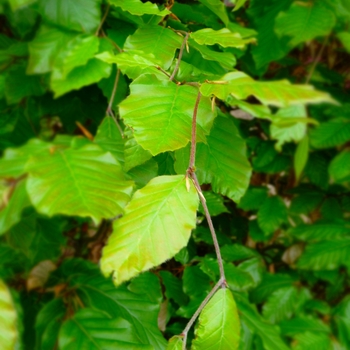 Fagus sylvatica - European Beech