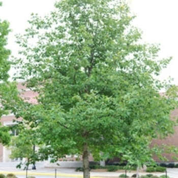 Quercus muehlenbergii - Chinkapin Oak