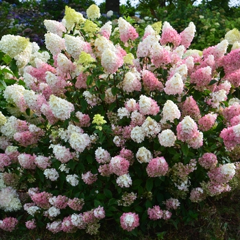 Hydrangea paniculata Rensu - Strawberry Sundae™ Hydrangea 