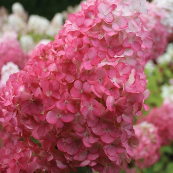 Hydrangea paniculata Renhy - Vanilla Strawberry™ - tree form 