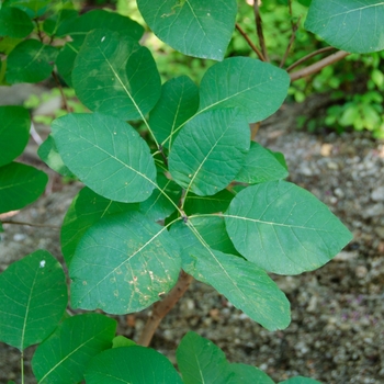 American Smoketree