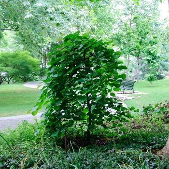 Cercis reniformis 'Traveler' - Weeping Redbud