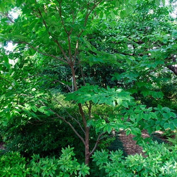 Cornus florida 'Cherokee Princess' - Cherokee Princess Dogwood