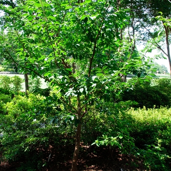 Chionanthus retusus - Chinese Fringetree