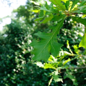 Quercus lyrata - Overcup Oak