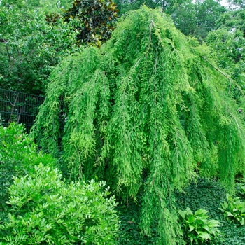 Weeping Bald Cypress