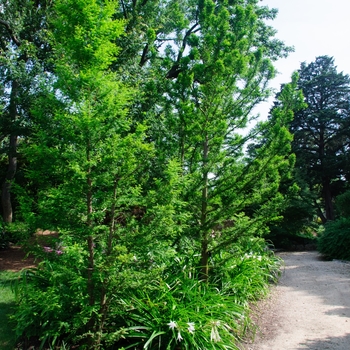 Taxodium distichum 'Peve Minaret' - Peve Minaret Bald Cypress