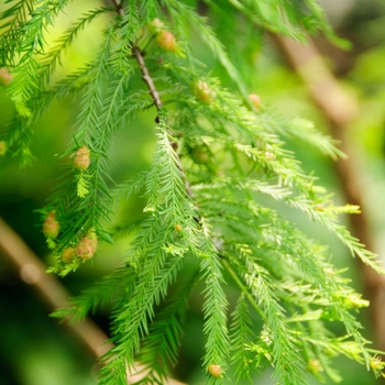 Taxodium distichum 'Shawnee Brave' - Bald Cypress