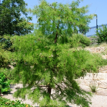 Taxodium ascendens - Pond Cypress