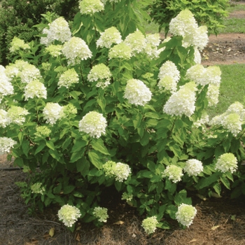 Hydrangea paniculata - 'Limelight' 