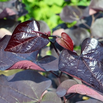 Cercis canadensis 'Black Pearl' - Redbud