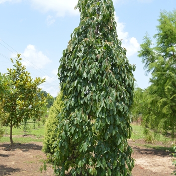 Diospyros virginiana 'Magic Fountain' - Weeping Persimmon