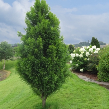 Taxodium distichum 'Skyward' - Bald Cypress