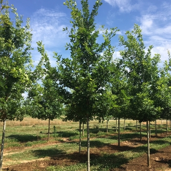 Quercus shumardii - Shumard Oak