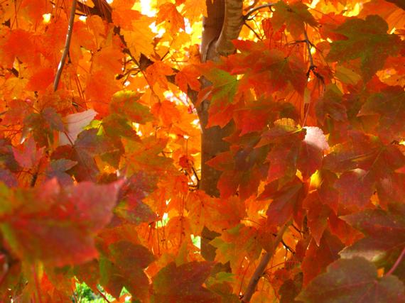 Acer rubrum, Oct. Glory fall foliage