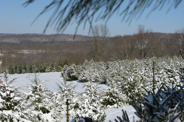 German Feather Trees — HERMANN FARM